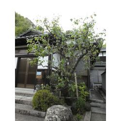 剪定作業| 広島県山口県で庭木の剪定は塩田剪庭園の画像1