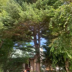 中軽井沢で電線近くのモミの枝払い&白樺の伐採の画像1