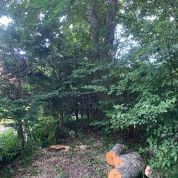 中軽井沢で電線近くのモミの枝払い&白樺の伐採の画像3