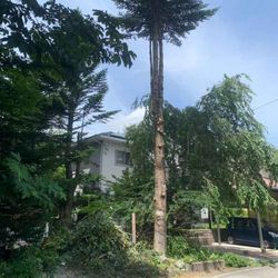 中軽井沢で電線近くのモミの枝払い&白樺の伐採の画像2