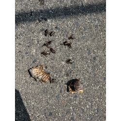 戸袋下にアシナガバチ！？！の画像3