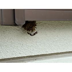 戸袋下にアシナガバチ！？！の画像2