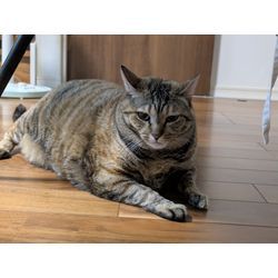 うちの猫ちゃんズ紹介🐱🎶の画像2