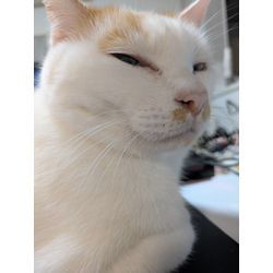 うちの猫ちゃんズ紹介🐱🎶の画像1