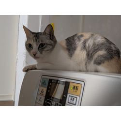 うちの猫ちゃんズ紹介🐱🎶の画像3