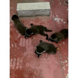 ☾°̥࿐໒꒱スタッフ　ブログ ⡱☾°̥࿐໒꒱　アライグマの捕獲数が過去最多！の画像1