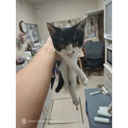 仕事先にて猫ちゃん拾ってしまった…の画像1