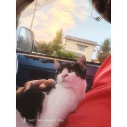 仕事先にて猫ちゃん拾ってしまった…の画像2