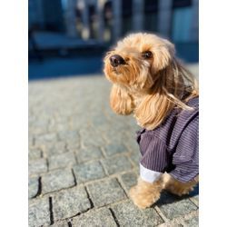 リングドッグで最高の結婚式を楽しみましょうの画像2