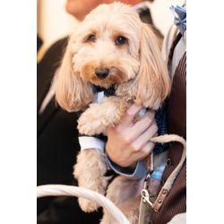 リングドッグで最高の結婚式を楽しみましょうの画像3