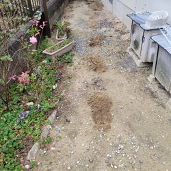 モグラ駆除の画像2