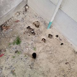 モグラ駆除の画像3