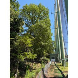 春日井市　大型伐採案件の画像1