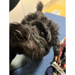 ビルトインコンロ取り替えの画像3