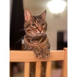 可愛い2頭の猫ちゃんの画像2