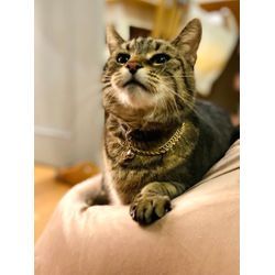 可愛い2頭の猫ちゃんの画像3