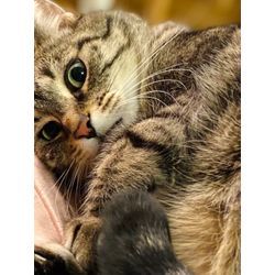 可愛い2頭の猫ちゃんの画像1