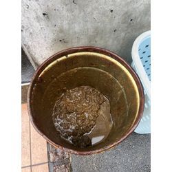 雨ます掃除🧹の画像2