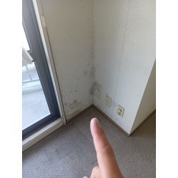 壁紙クロスクリーニング・カビ除去専用の画像2