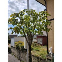 秋晴れ日は伊勢崎で庭木剪定⇒前橋で草むしり　〜群馬の庭師ブログ〜の画像2