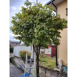 秋晴れ日は伊勢崎で庭木剪定⇒前橋で草むしり　〜群馬の庭師ブログ〜の画像1