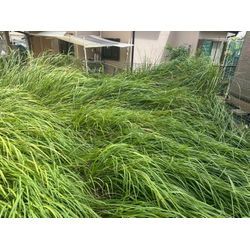 草むしり·お庭のお手入れの画像1