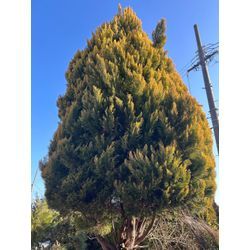 庭木の伐採のご依頼ですの画像1