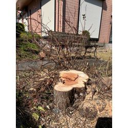 庭木の伐採のご依頼ですの画像2