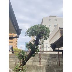 広島県広島市中区で剪定の画像1