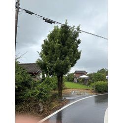 八代市　F様宅　伐採 ①の画像1