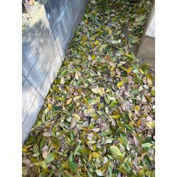 お庭年内にスッキリさせたい方へ　【12月の庭木剪定・伐採】の画像3