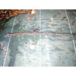 ドレンホースのホース内の詰まり物が出ました！の画像3