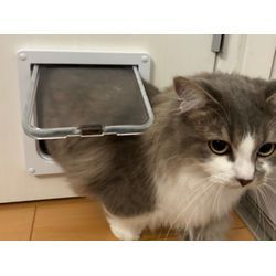 〚ペットドア取り付け〛⁡サービスのご紹介＼_(･ω･`)の画像2