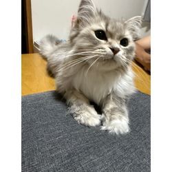 もう一人の家族🐱の画像1