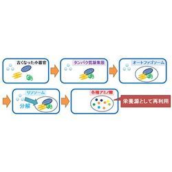 【オートファジーは、お肌にいいの！？】の画像1