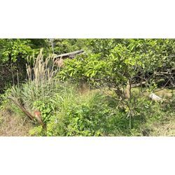 自宅のみかん畑の草刈り！の画像1