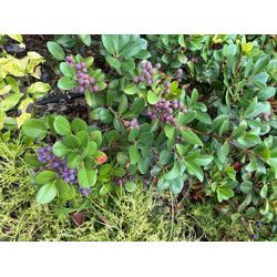 最近、驚いた事。Google検索トップらしい。の画像1