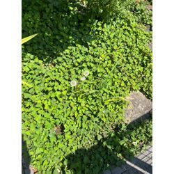 【猛暑日の草取りは危険！プロに任せて安全・快適に】の画像1