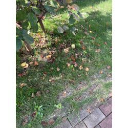 【猛暑日の草取りは危険！プロに任せて安全・快適に】の画像3