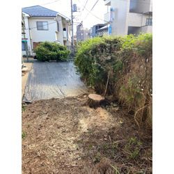 庭木・高木の伐採・抜根お任せください！切り株処理・後片付けまで丁寧対応の画像2