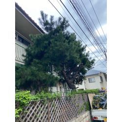 庭木・高木の伐採・抜根お任せください！切り株処理・後片付けまで丁寧対応の画像3