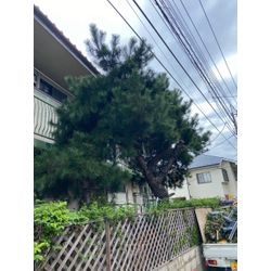 庭木・高木の伐採・抜根お任せください！切り株処理・後片付けまで丁寧対応の画像3