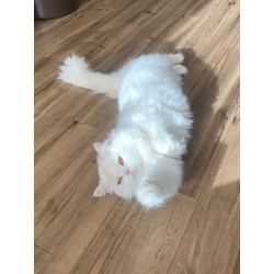 可愛いネコちゃん　ある日のお世話の画像3