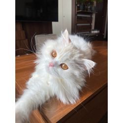 可愛いネコちゃん　ある日のお世話の画像2