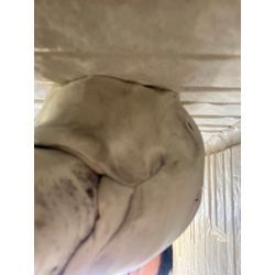 東京都江戸川区ゴキブリ駆除の画像1