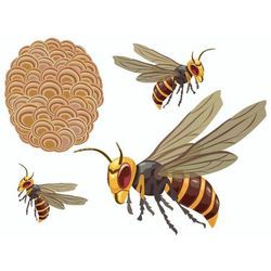 毎年6月からお問合せが急増する危険生物・・・毎年20人ほどが命を落としているとご存じでしょうか・・・の画像1