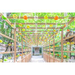 【神社紹介】～小さな境内に映えスポットがたくさん～　✨現人神社✨の画像3
