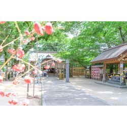 【神社紹介】～小さな境内に映えスポットがたくさん～　✨現人神社✨の画像1