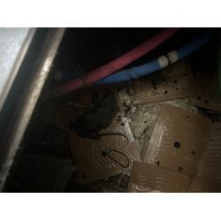 大阪市でネズミ駆除の画像1
