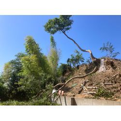 津市　偏心木の画像2